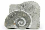 Cretaceous Ammonite (Crioceratites) Fossil - France #251711-1